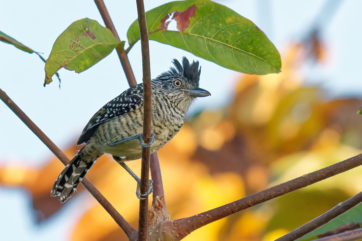 Batará Barrado - ML630910990