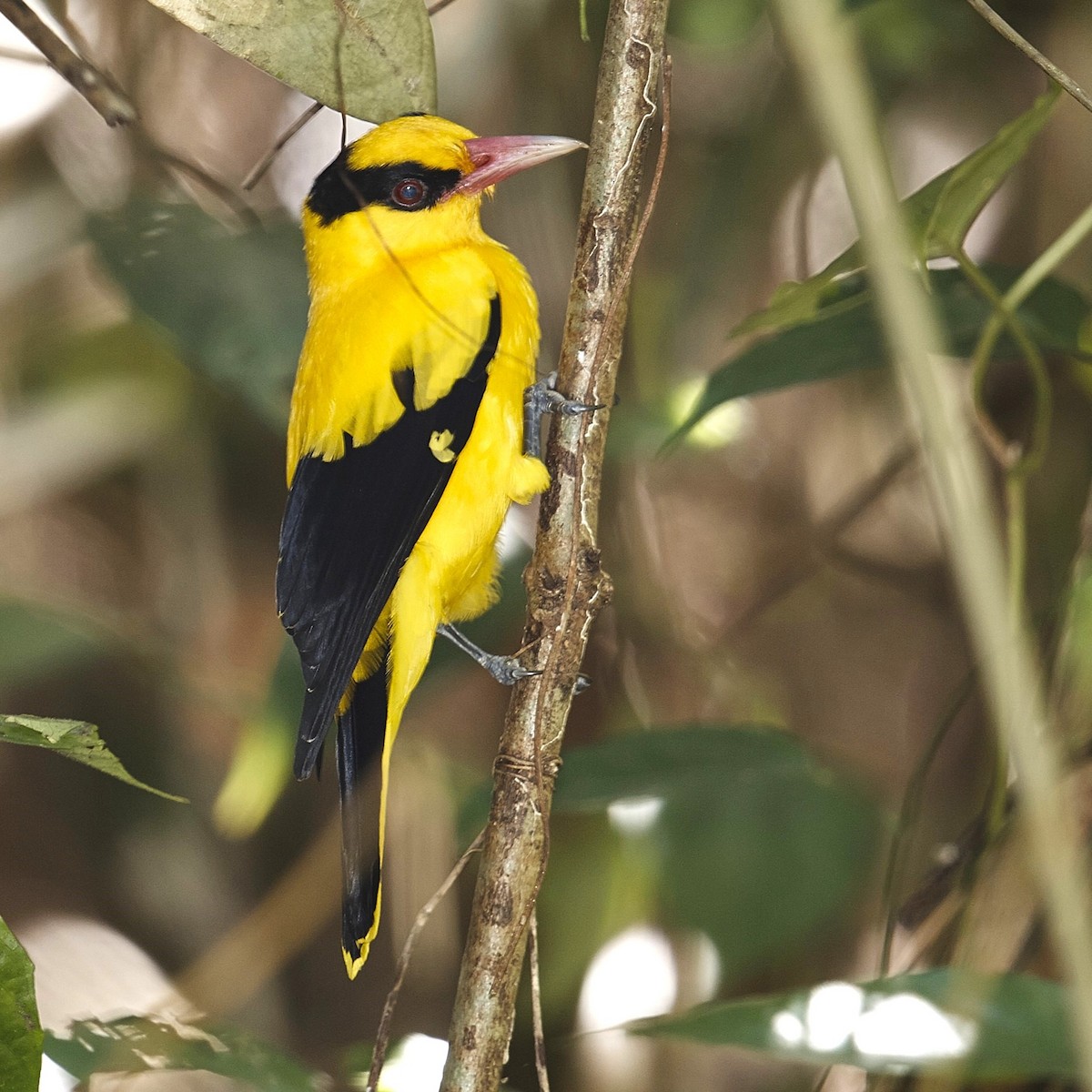Black-naped Oriole - ML630911179
