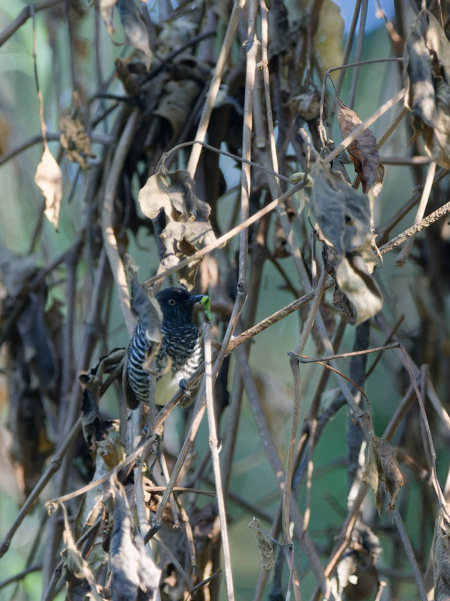 Prinia rayée - ML630911225