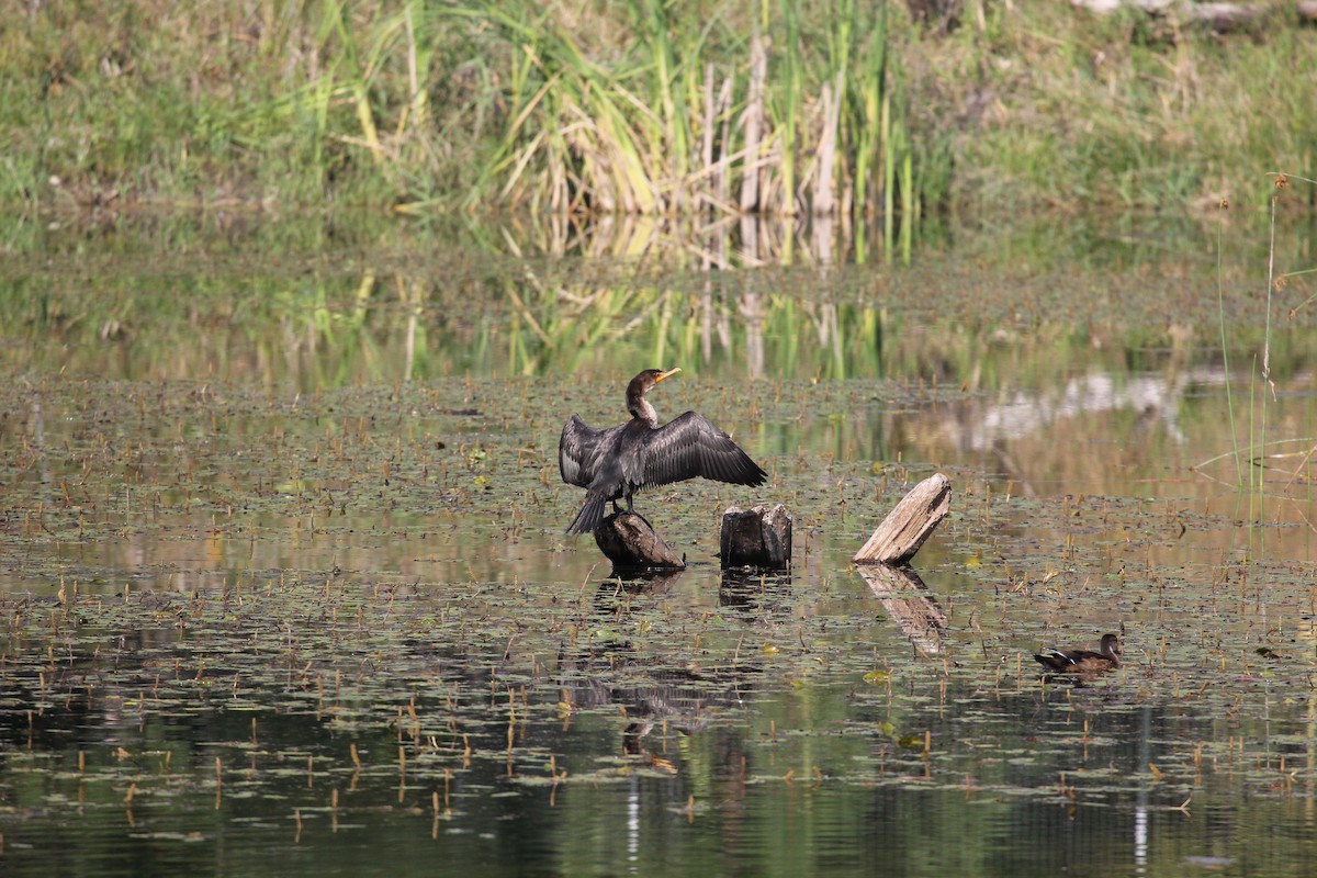 Double-crested Cormorant - ML630911394