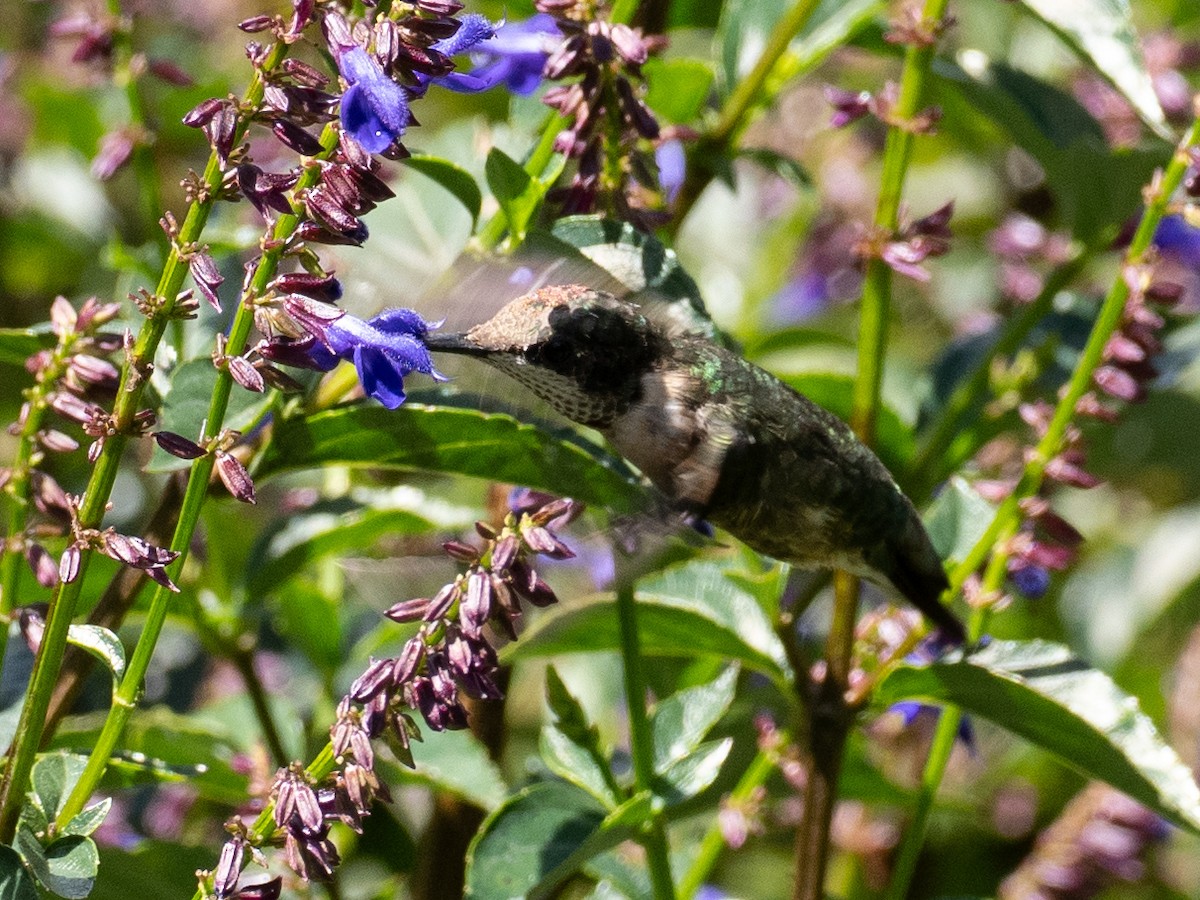 Ruby-throated Hummingbird - ML630911531