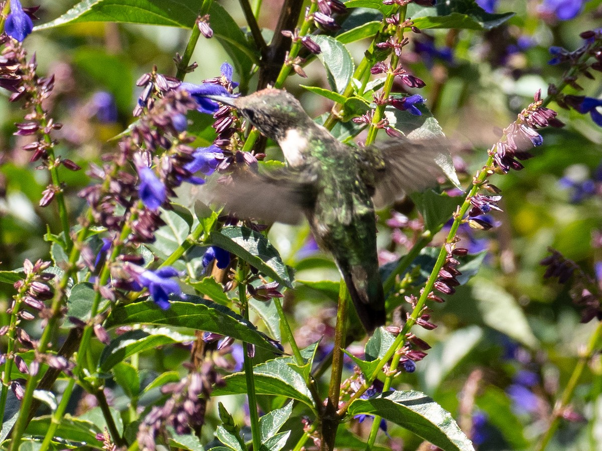 Ruby-throated Hummingbird - ML630911532