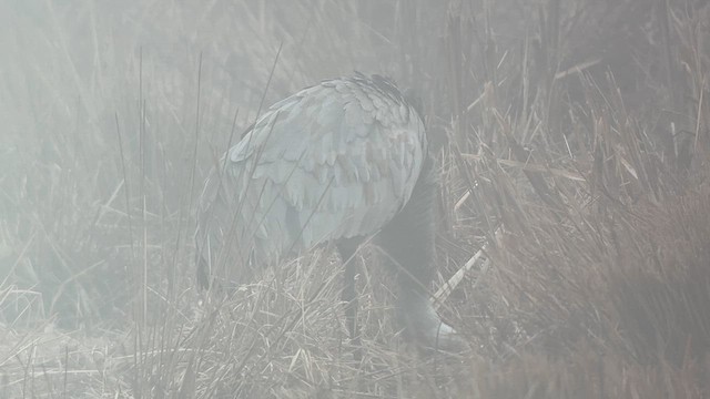 Орог тогоруу - ML630911561