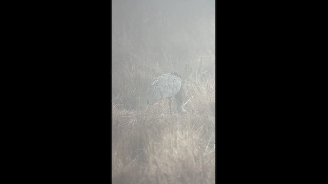Орог тогоруу - ML630911562