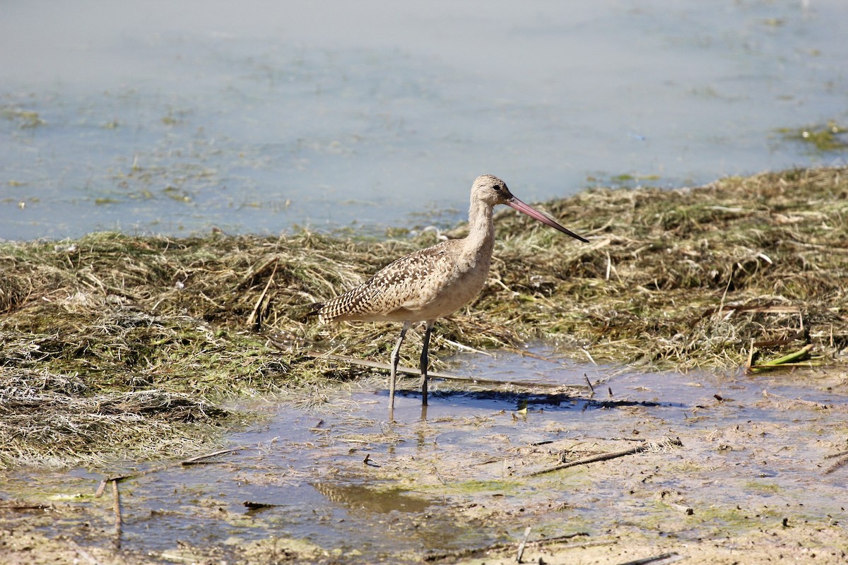 Marbled Godwit - ML630911579