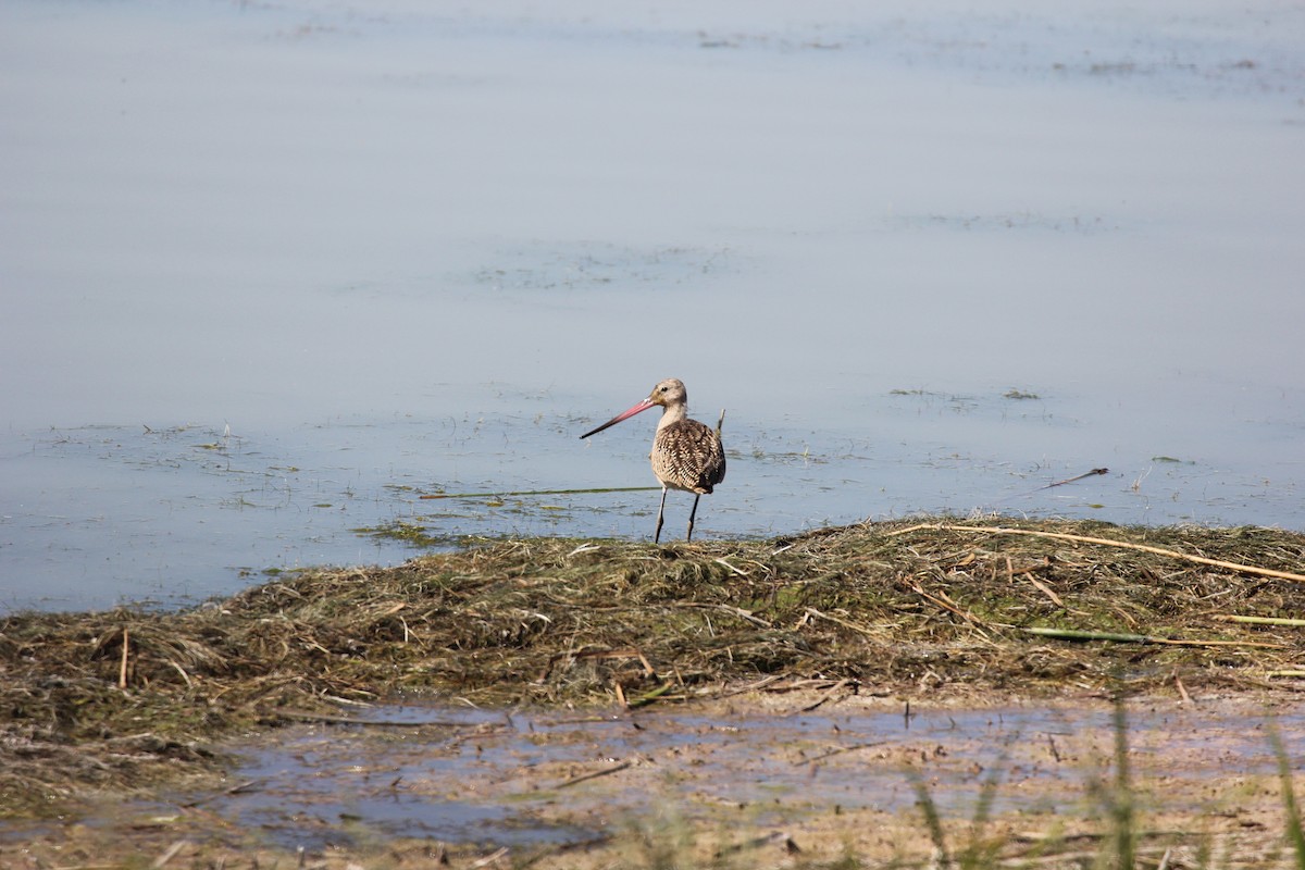 Marbled Godwit - ML630911580