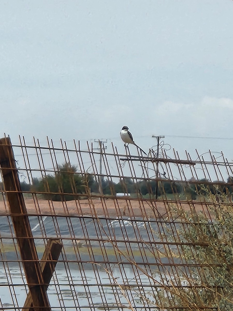 Fork-tailed Flycatcher - ML630911649