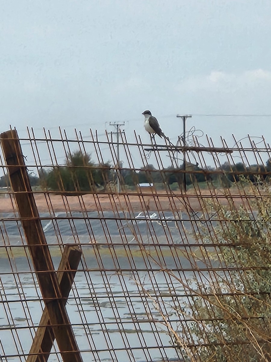 Fork-tailed Flycatcher - ML630911650