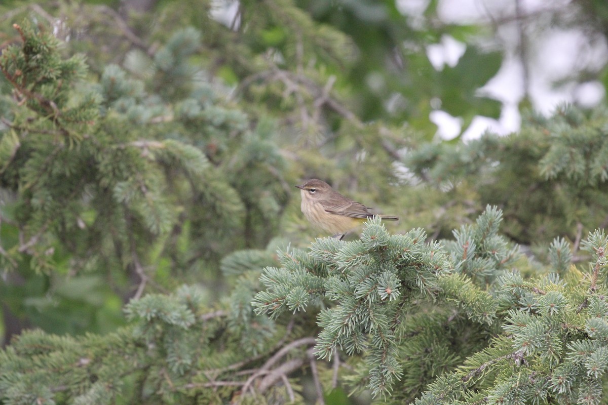 Palm Warbler - ML630911811