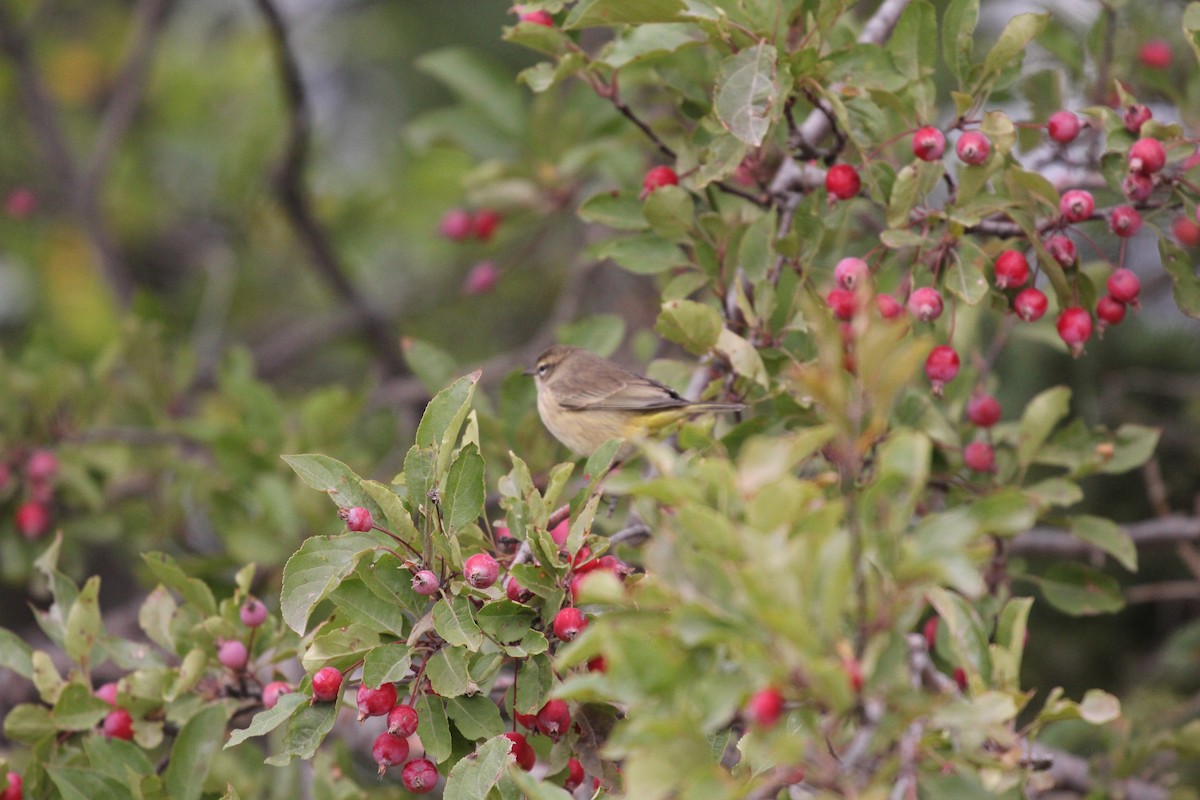 Palm Warbler - ML630911812