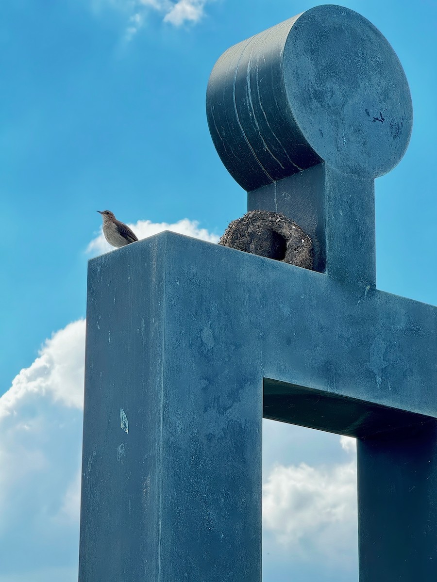 Rufous Hornero - ML630911819