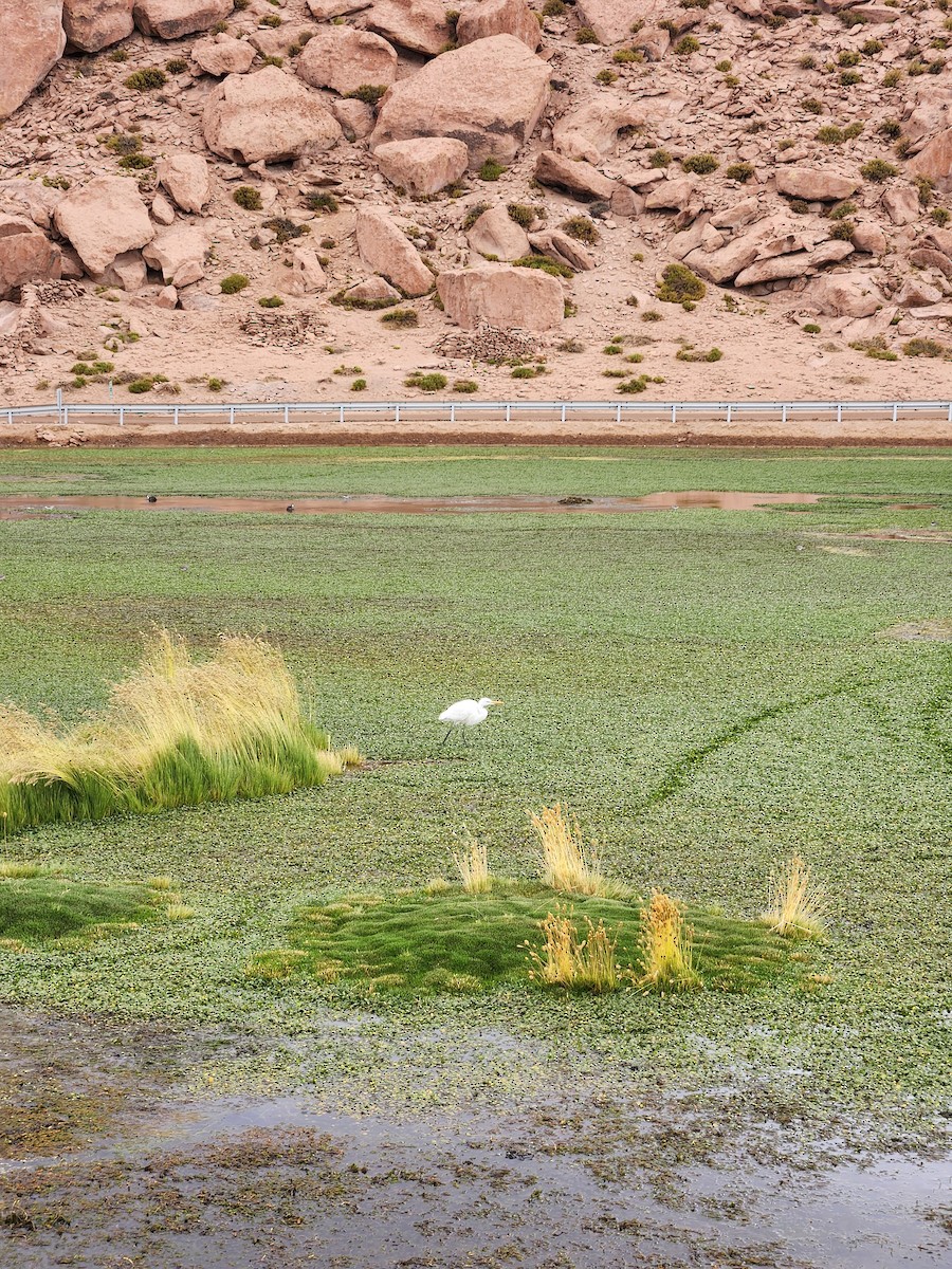 Great Egret - ML630911939