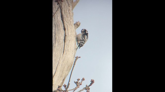 Lesser Spotted Woodpecker - ML630911968