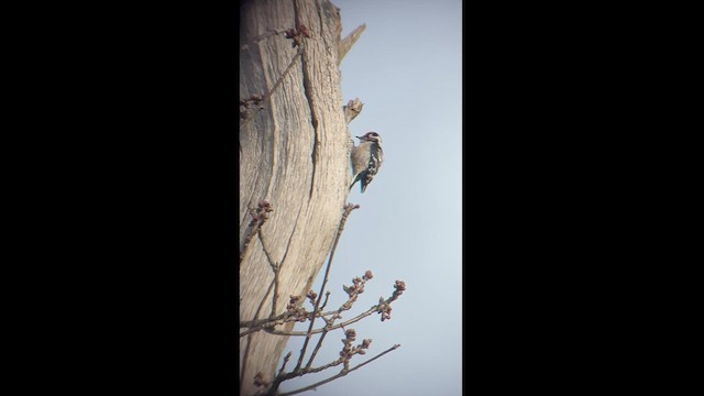 Lesser Spotted Woodpecker - ML630911969