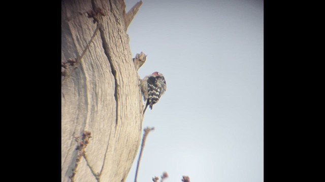 Lesser Spotted Woodpecker - ML630911970