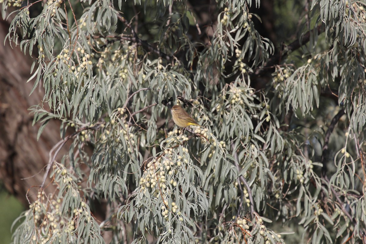 Palm Warbler - ML630912009