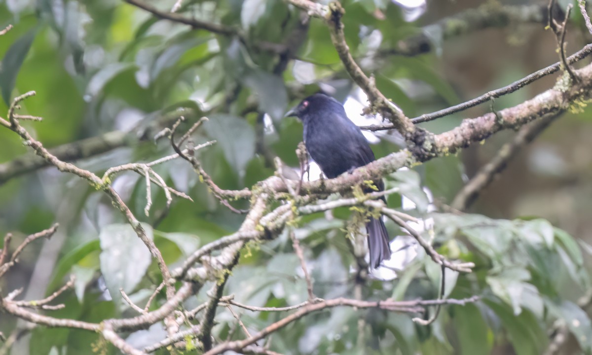 Sharpe's Drongo (Eastern) - ML630912282