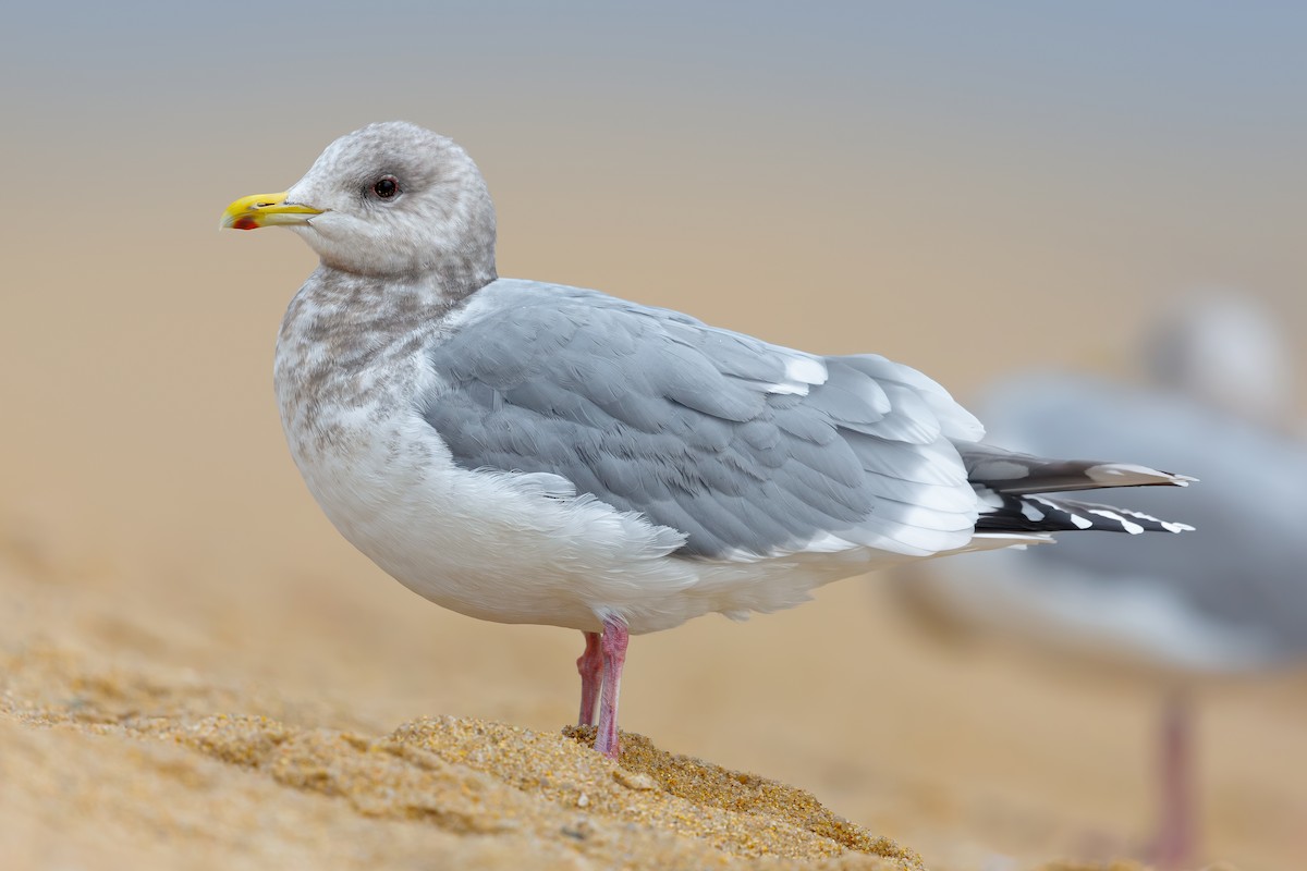 Iceland Gull (Thayer's) - ML630912310
