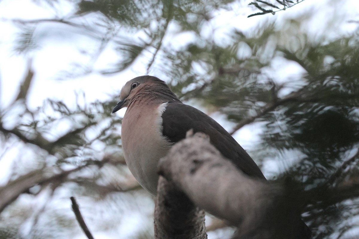 Grenada Dove - ML630912355