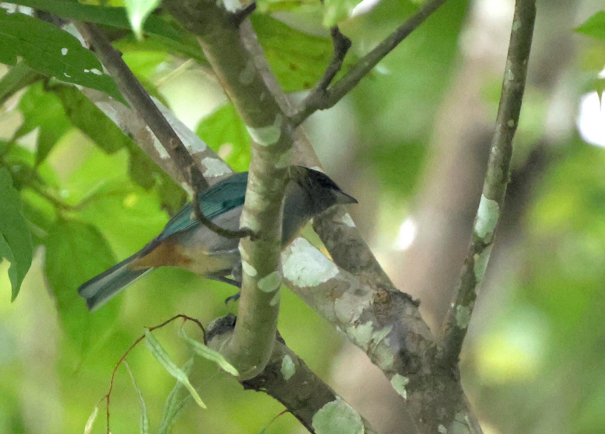 Lesser Antillean Tanager - ML630912419
