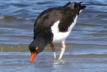 American Oystercatcher - ML630912514