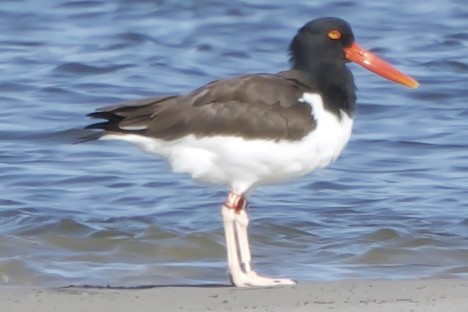 American Oystercatcher - ML630912515