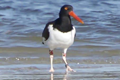 American Oystercatcher - ML630912516