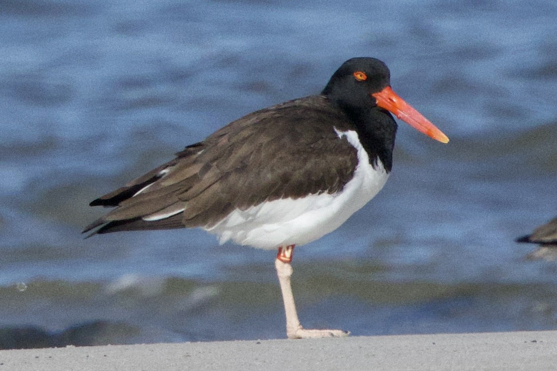 American Oystercatcher - ML630912517