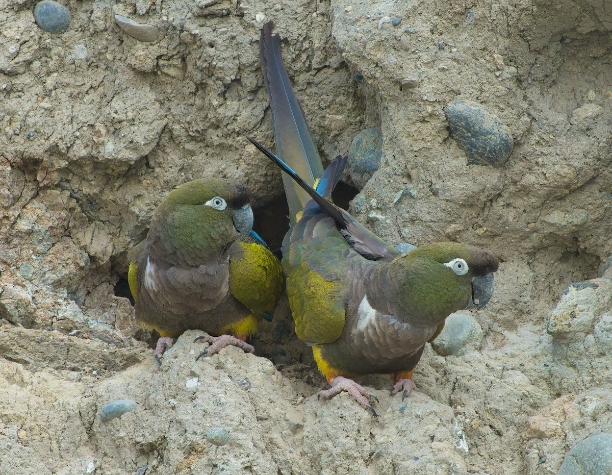 Burrowing Parakeet - ML630912629
