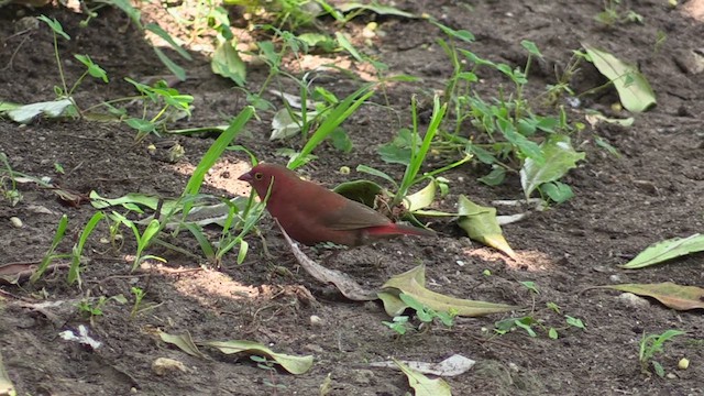 Red-billed Firefinch - ML630912651