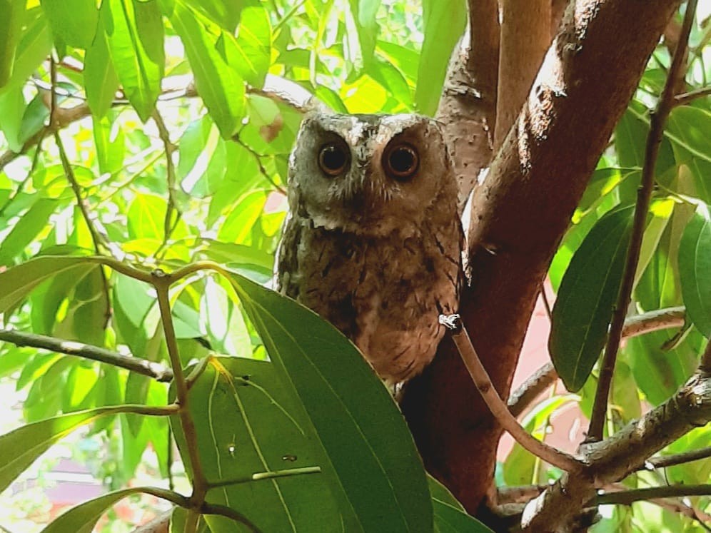 Indian Scops-Owl - ML630912723