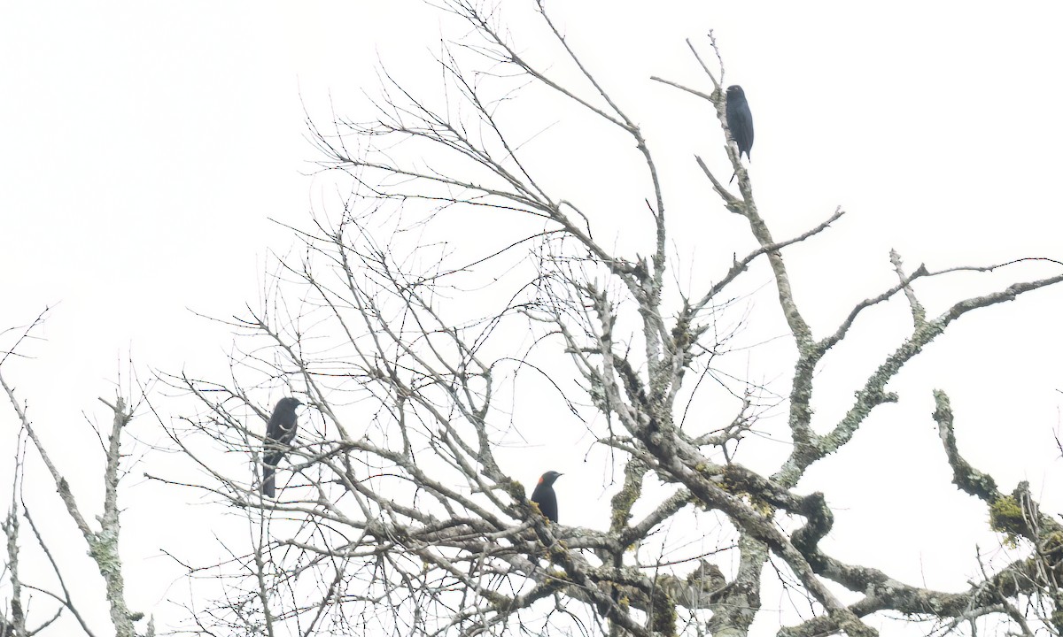 Sharpe's Drongo (Eastern) - ML630912769