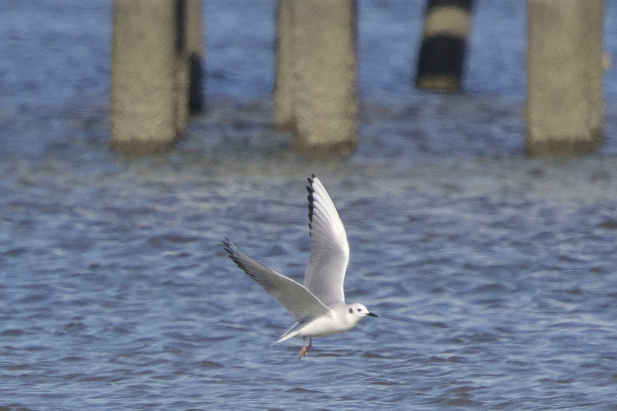 Bonaparte's Gull - ML630913005