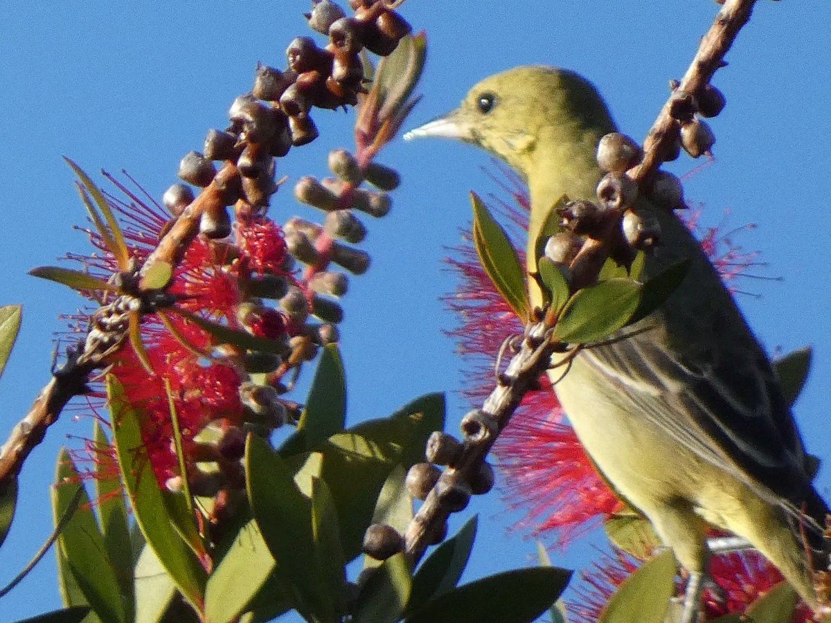 Orchard Oriole - ML630913073