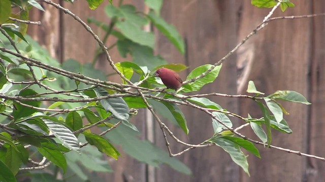 Red-billed Firefinch - ML630913077