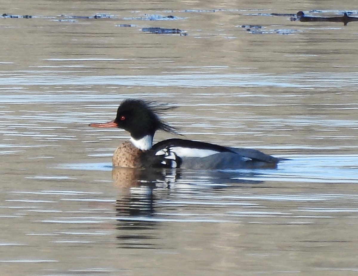 Red-breasted Merganser - ML630913119