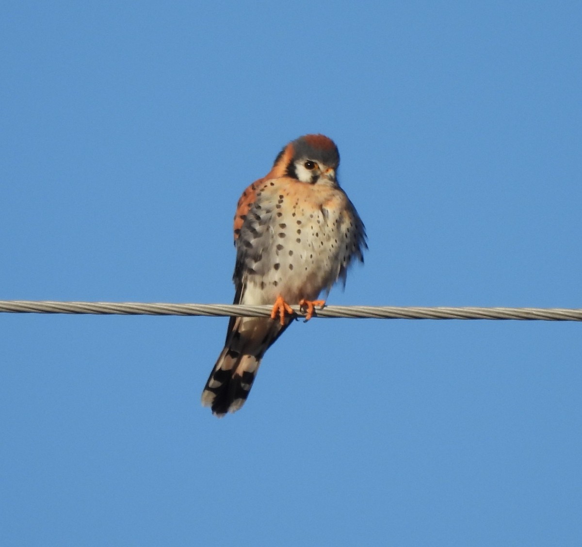 American Kestrel - ML630913151