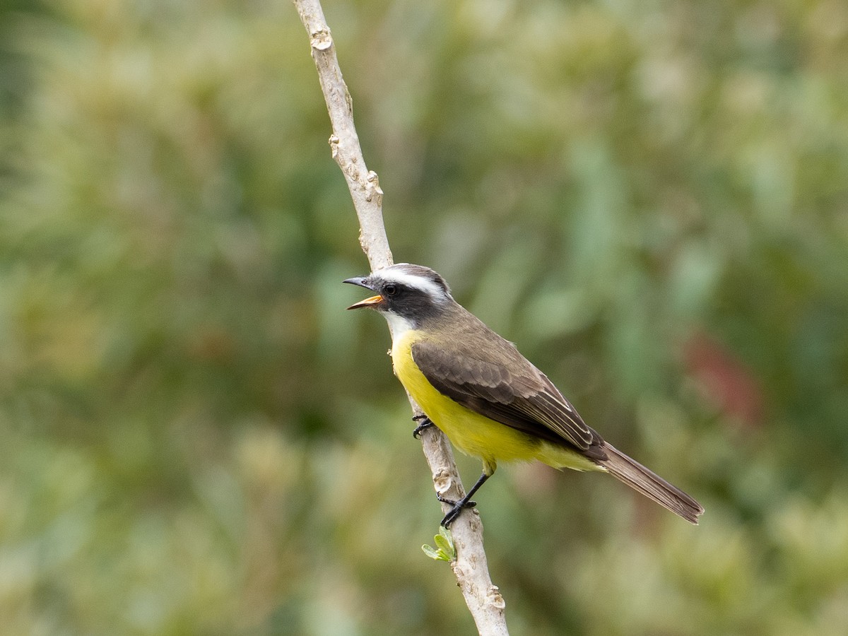 Social Flycatcher - ML630913273