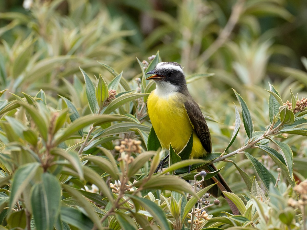 Social Flycatcher - ML630913274