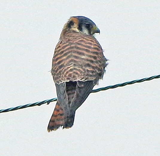eBird Checklist - 16 Feb 2025 - Rodgers Rd/Cannery Rd - 8 species