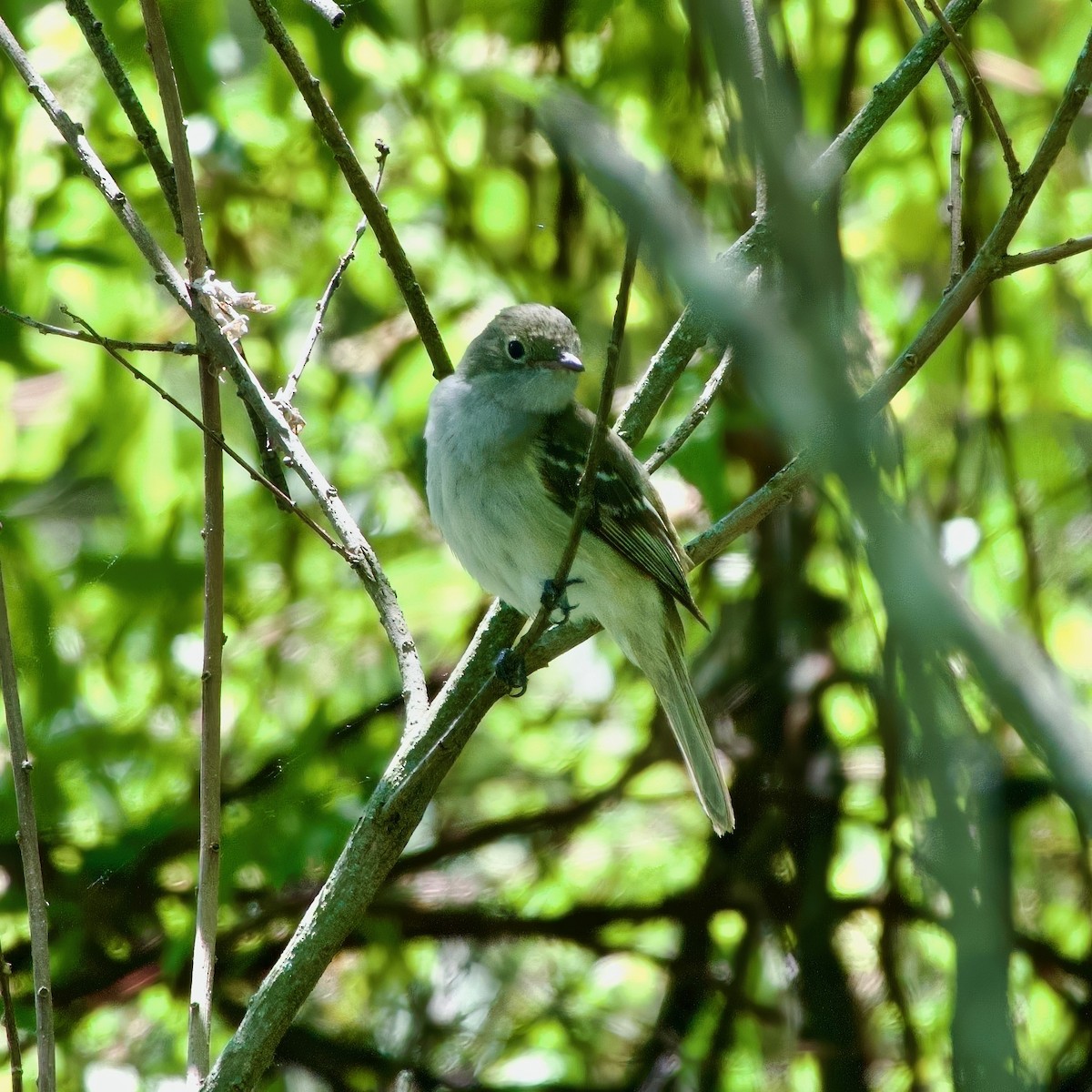 Small-billed Elaenia - ML630913507