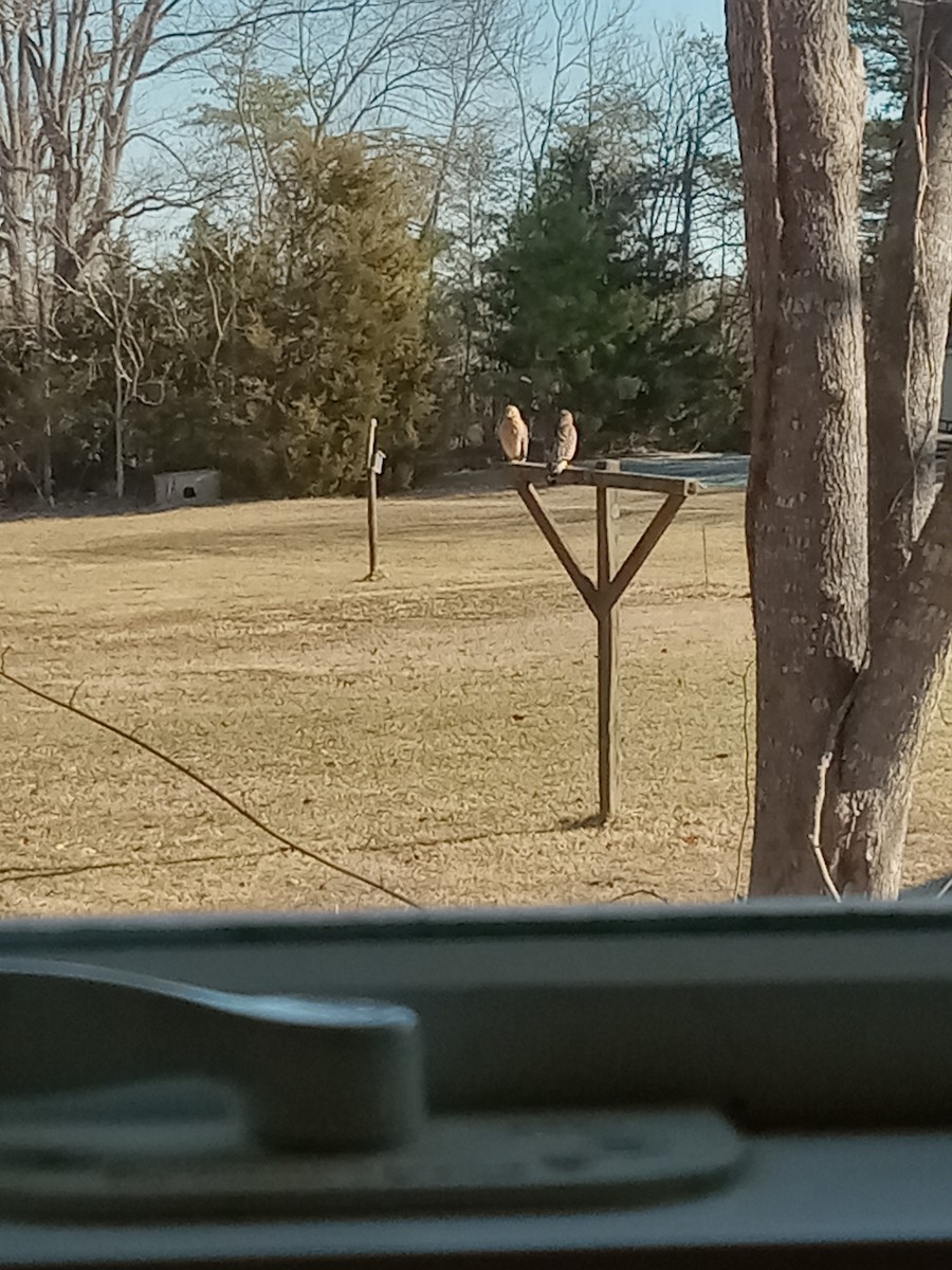 Red-shouldered Hawk - ML630913515