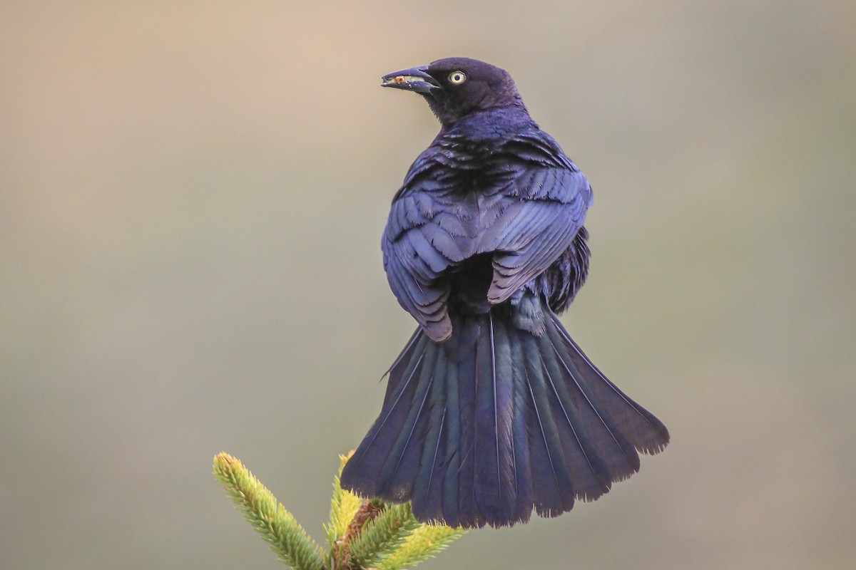 Brewer's Blackbird - Matthew Pendleton