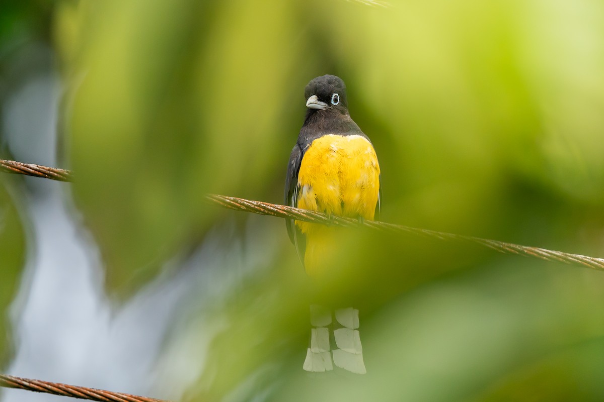 Black-headed Trogon - ML630913648