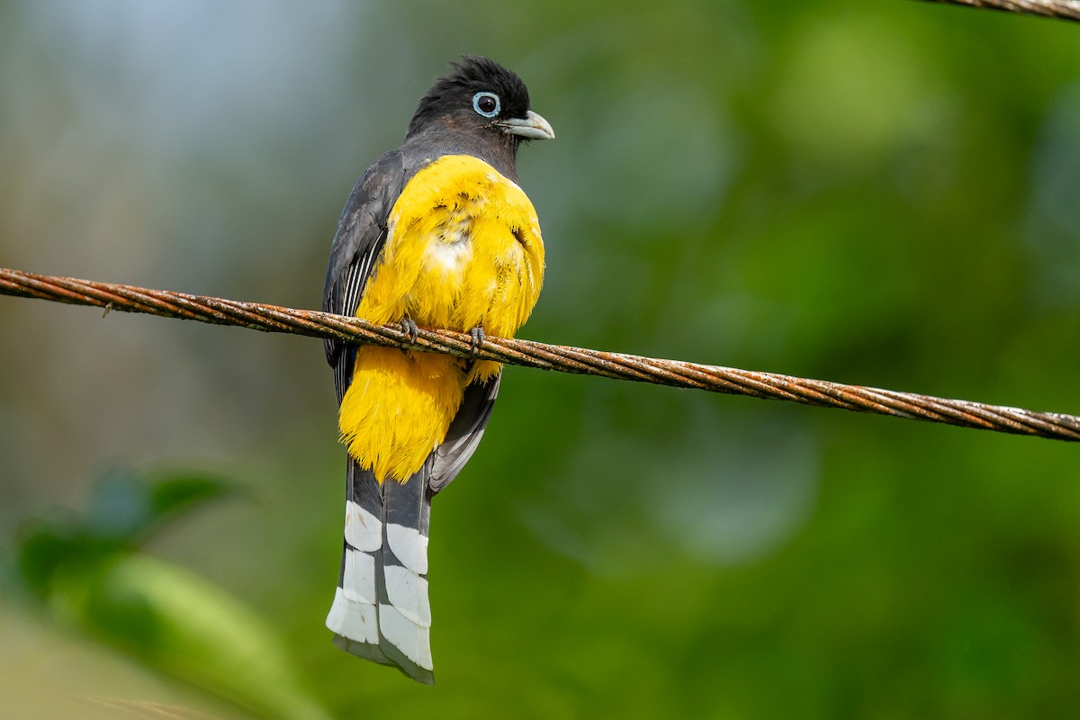 Black-headed Trogon - ML630913649
