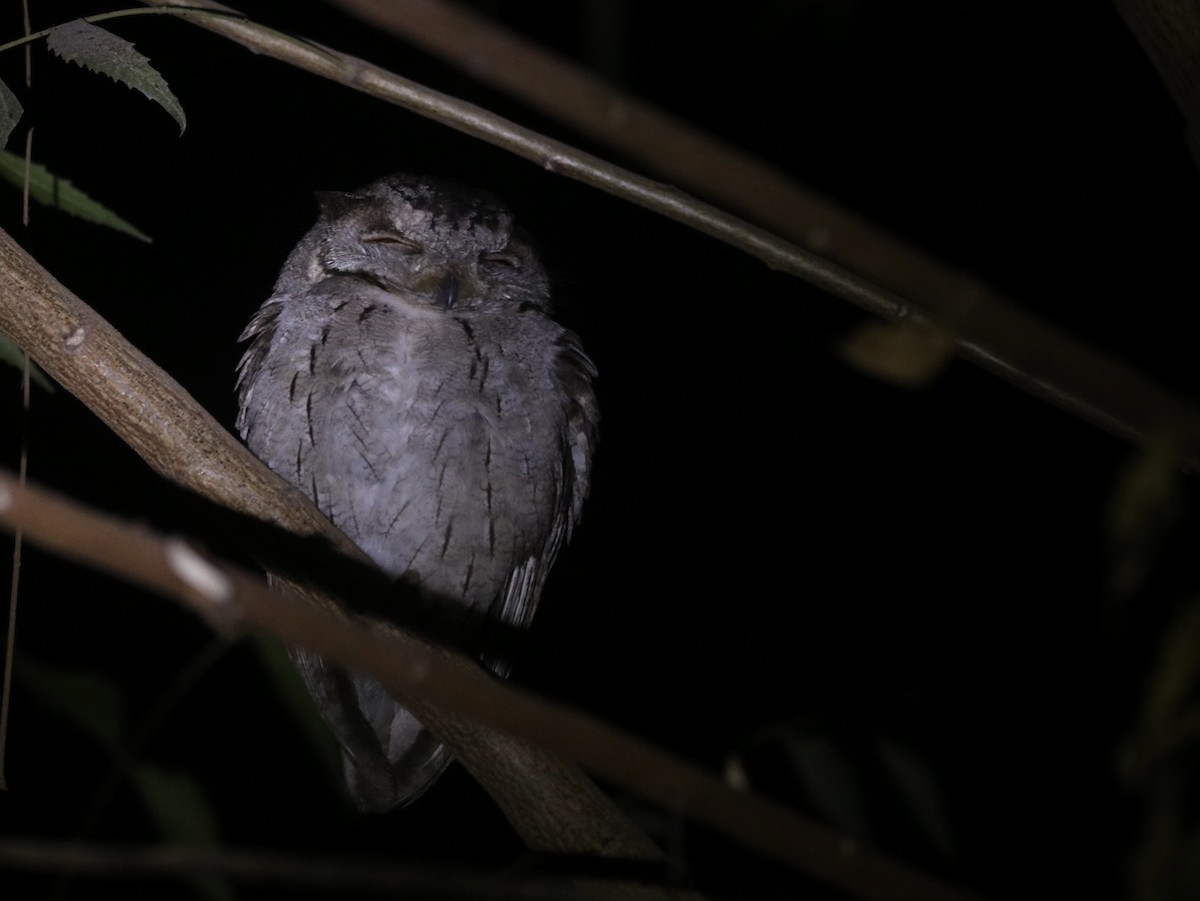 Indian Scops-Owl - ML630913746