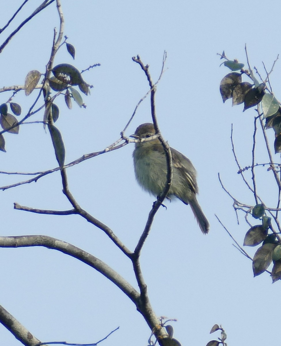 Rufous-crowned Elaenia - ML630913888
