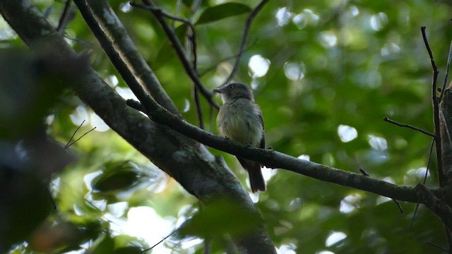 Saffron-crested Tyrant-Manakin - ML630913967