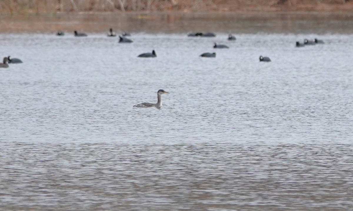 Red-necked Grebe - ML630914040