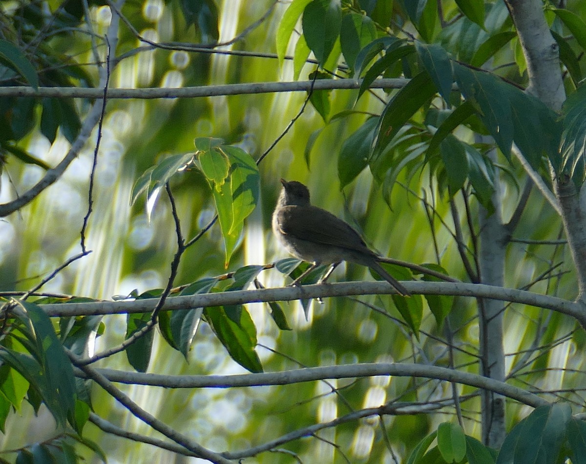 Campina Thrush - ML630914083